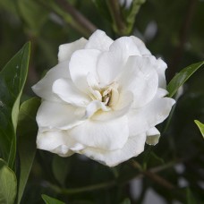 August Beauty Gardenia, Garden Shrub, Fragrant White Blooms   555102829